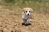 CORGI PEMBROKE 418